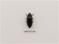 藏品(吉丁蟲)的圖片